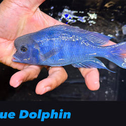 Blue Dolphin
