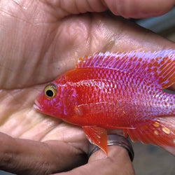 Fire Red Dragon Blood Peacock Cichlid