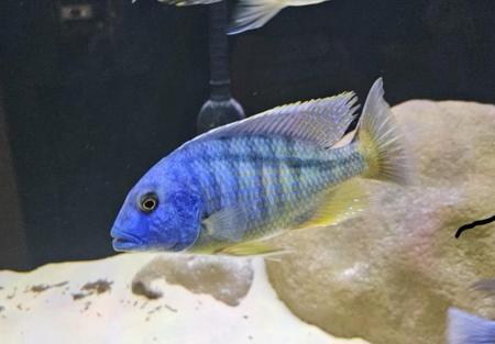 Buccochromis heterotaenia