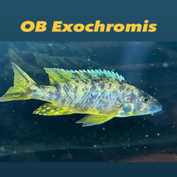 Exochromis Anagenys (RARE)