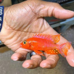 Fire Red Dragon Blood Peacock Cichlid