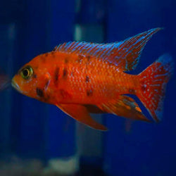 Tangerine OB Peacock Cichlid