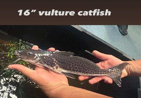 Vulture Catfish