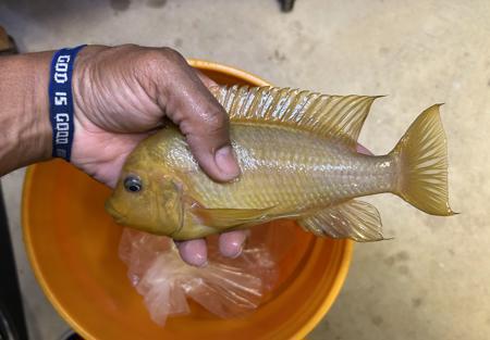 ゲッチャリマン　イエロー Citizen Marine Eco-Drive AW1760-81Z - Ditur