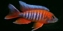 Aulonocara Eureka Red - Vegas Valley Cichlids