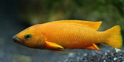 Neolamprologus Leleupi Orange - Vegas Valley Cichlids