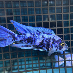 Blueberry Ob Peacock Cichlid