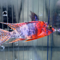 Red and Blue OB Peacock Cichlid