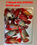 7 Blood Mix SYNTEX Vieja
