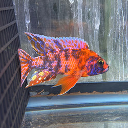 Raspberry OB Peacock Cichlid