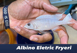 Albino Eletric Fryeri