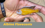 Albino Flavecents