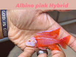 Albino Pink Hybrid