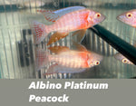 Albino Platinum Peacock