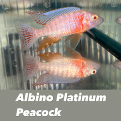 Albino Platinum Peacock
