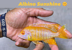 Albino Sunshine