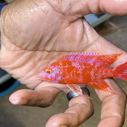 Albino OB Peacock Cichlid