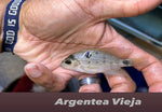 Aregenta Vieja