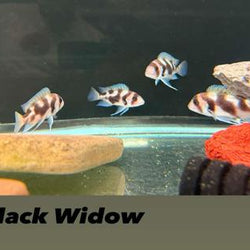 Black Widow Frontosa