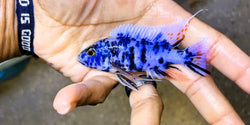 Blueberry Ob Peacock Cichlid