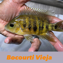 Bocourti Vieja