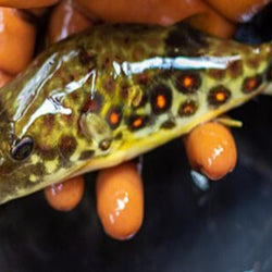 Cross River Puffer