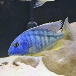 Buccochromis heterotaenia