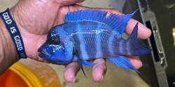 F1 Blue Moba Frontosa (Cyphotilapia frontosa "Moba")