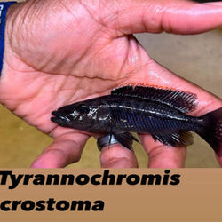 F1 Tyrannochromis Macrostoma