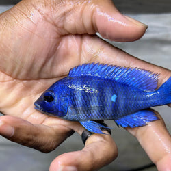 Star Sapphire Cichlid