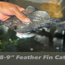 Feather Fin Cat Fish