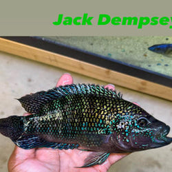 Jack Dempsey