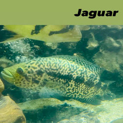 Jaguar Cichlid