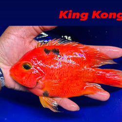 King Kong Parrot Cichlid