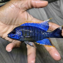 Aulonocara sp. "Lwanda"