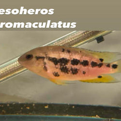 Mesoheros Atromaculatus