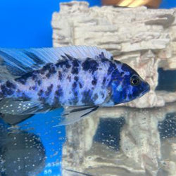 OB Azureus Cichlid