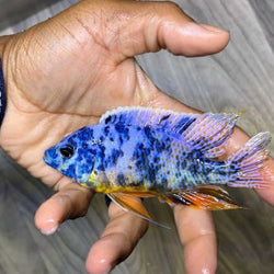 OB Blue Gold Peacock