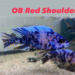 OB Red Shoulder Peacock Cichlid