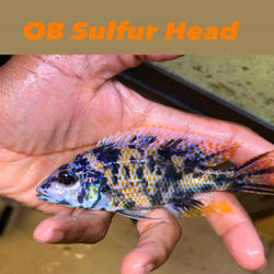 OB Sulfur Head