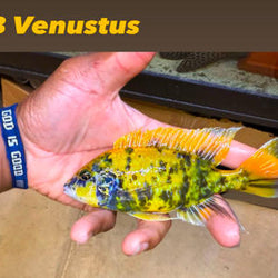 Nimbochromis OB Venustus