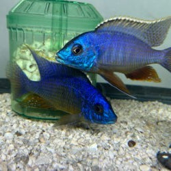 Protomelas Taeniolatus (Blue Gold)