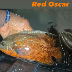 Red Oscar