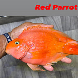 Red Parrot
