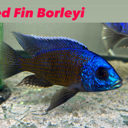 Red Fin Borleyi