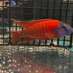 Aulonocara Ruby Red (German Strain)