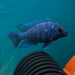 Star Sapphire Cichlid