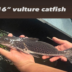 Vulture Catfish