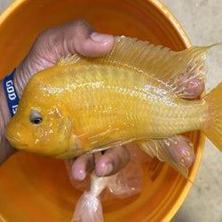 Wild Caught Petrochromis sp Moshi Yellow (Group Only)