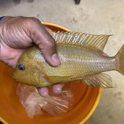 Wild Caught Petrochromis sp Moshi Yellow (Group Only)